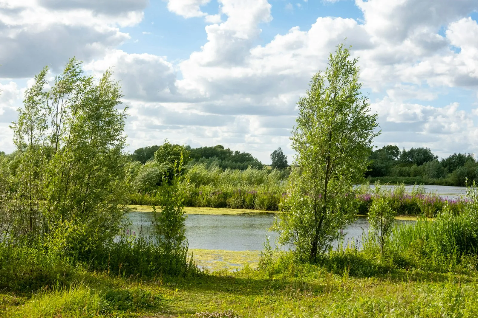 Een brede natuurlijke poel met riet en wilgen in een groen landschap