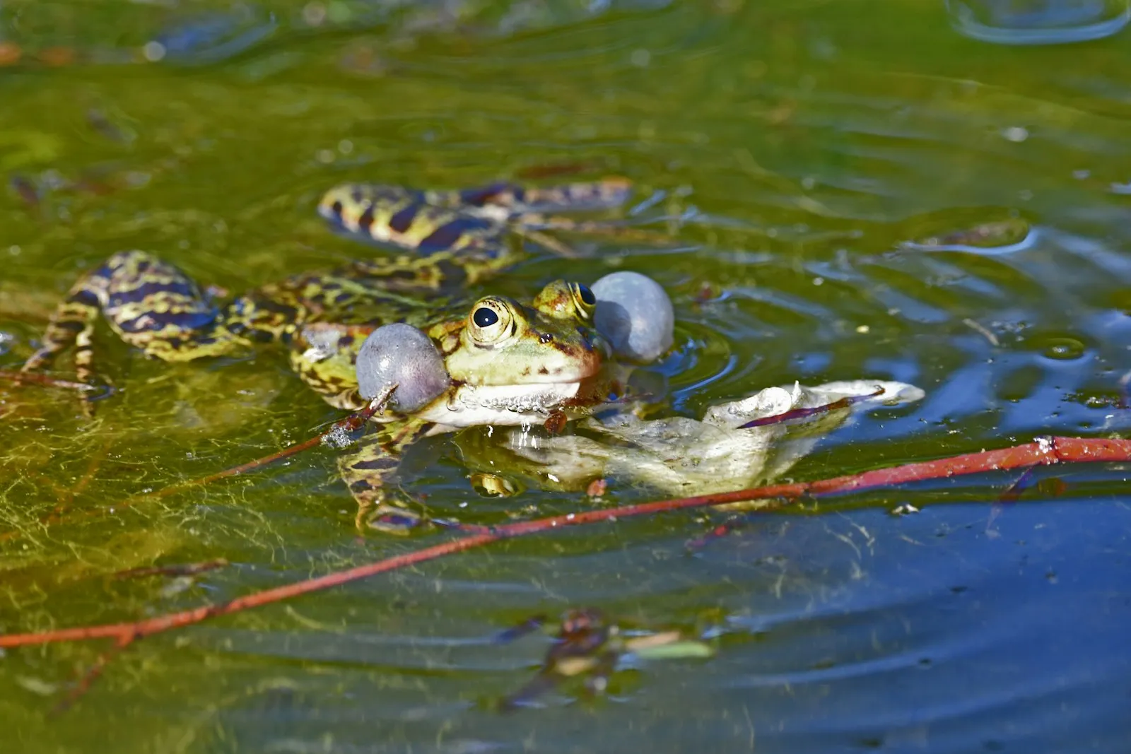 Een groene kikker aan het wateroppervlak