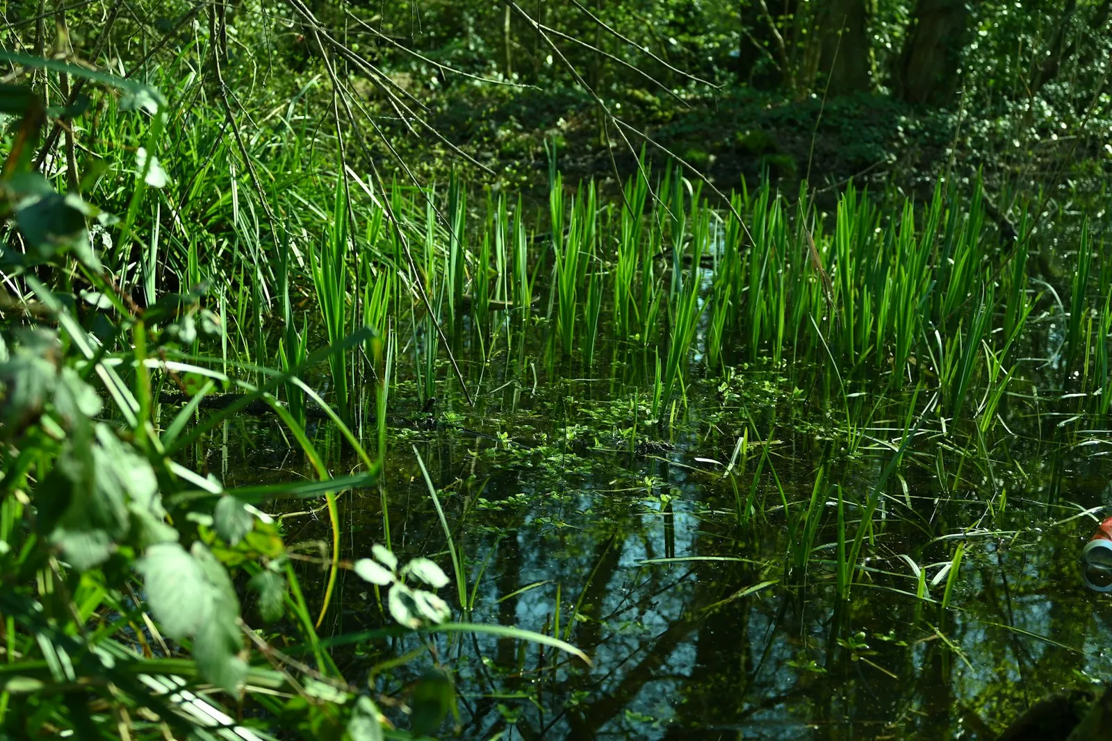 Een natuurlijke poel vol riet en waterplanten in het zonlicht