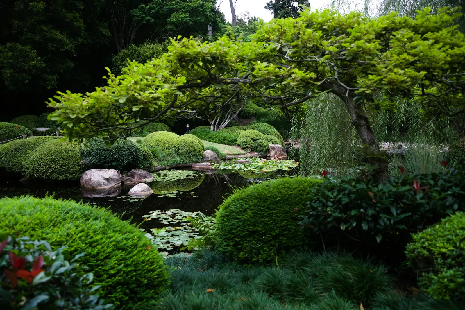 Een natuurlijke tuinpoel met begroeide oevers en waterplanten